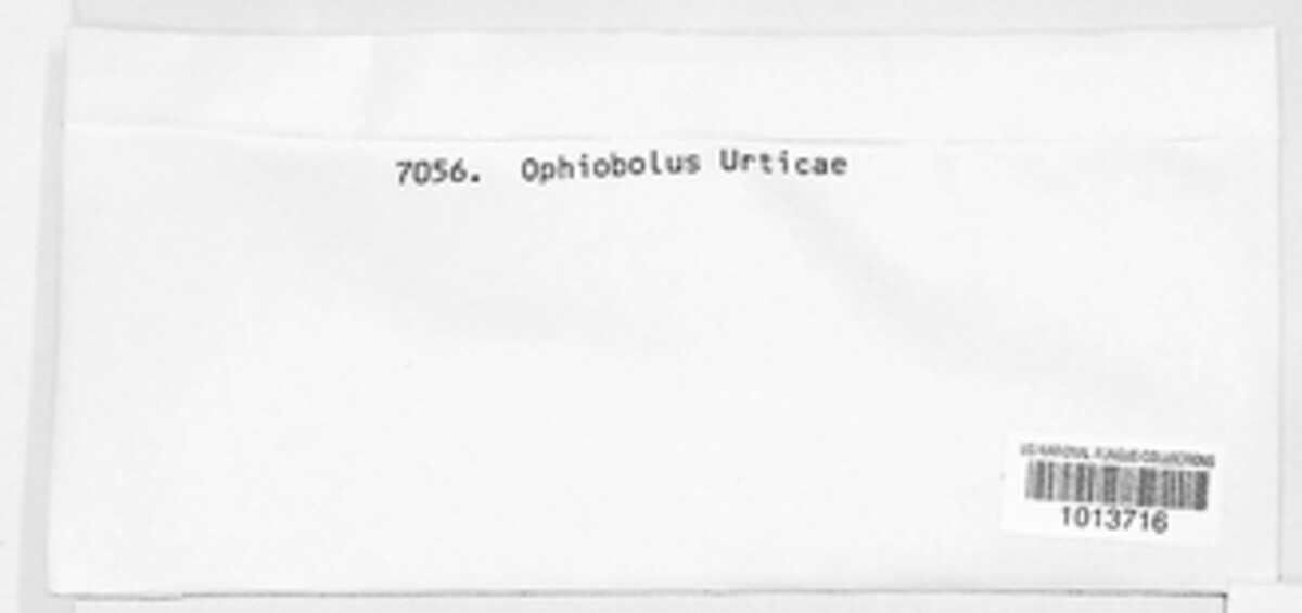 Pseudoophiobolus erythrosporus image